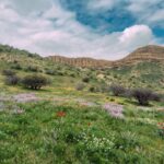 Alpine wildflower meadows on Deosai plateau the world's second-highest plateau Pakistan