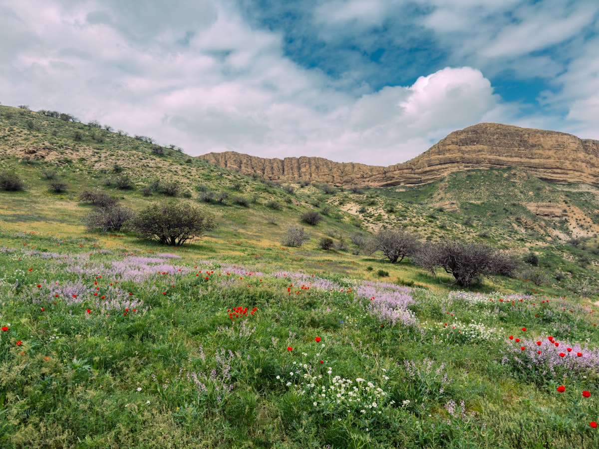 Alpine wildflower meadows on Deosai plateau the world's second-highest plateau Pakistan