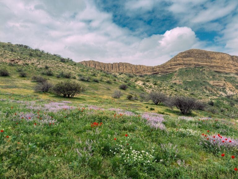 Alpine wildflower meadows of Deosai National Park, the world's second-highest plateau, Pakistan