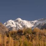Cherry blossom trees in full bloom in Hunza Valley with mountain backdrop Pakistan