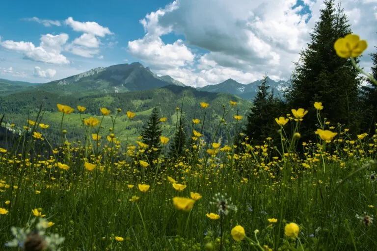 Alpine wildflower meadows on Deosai National Park plateau Pakistan