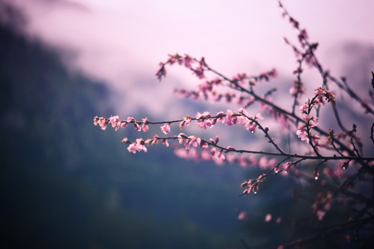 Cherry blossom trees in full bloom with mountain backdrop Pakistan