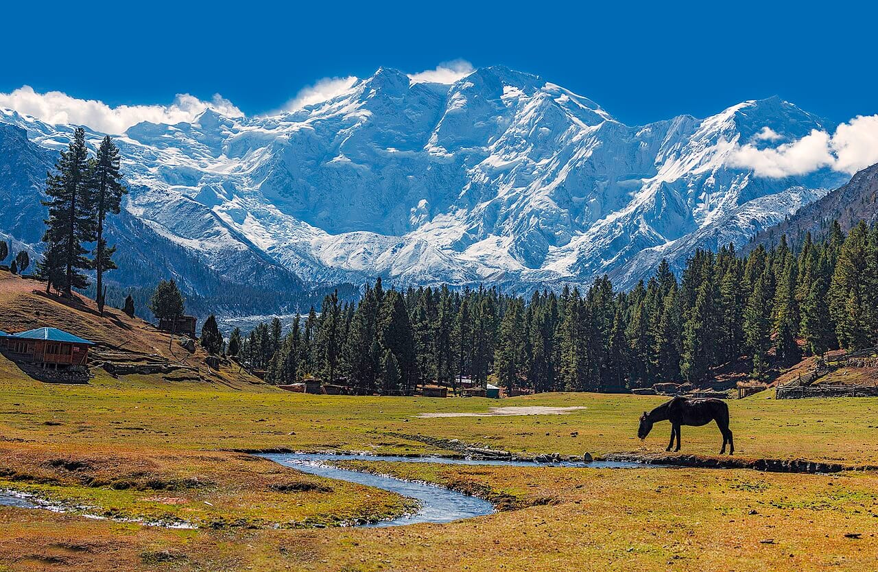 Horses grazing on the green plateau of Fairy Meadows below Nanga Parbat, Gilgit-Baltistan