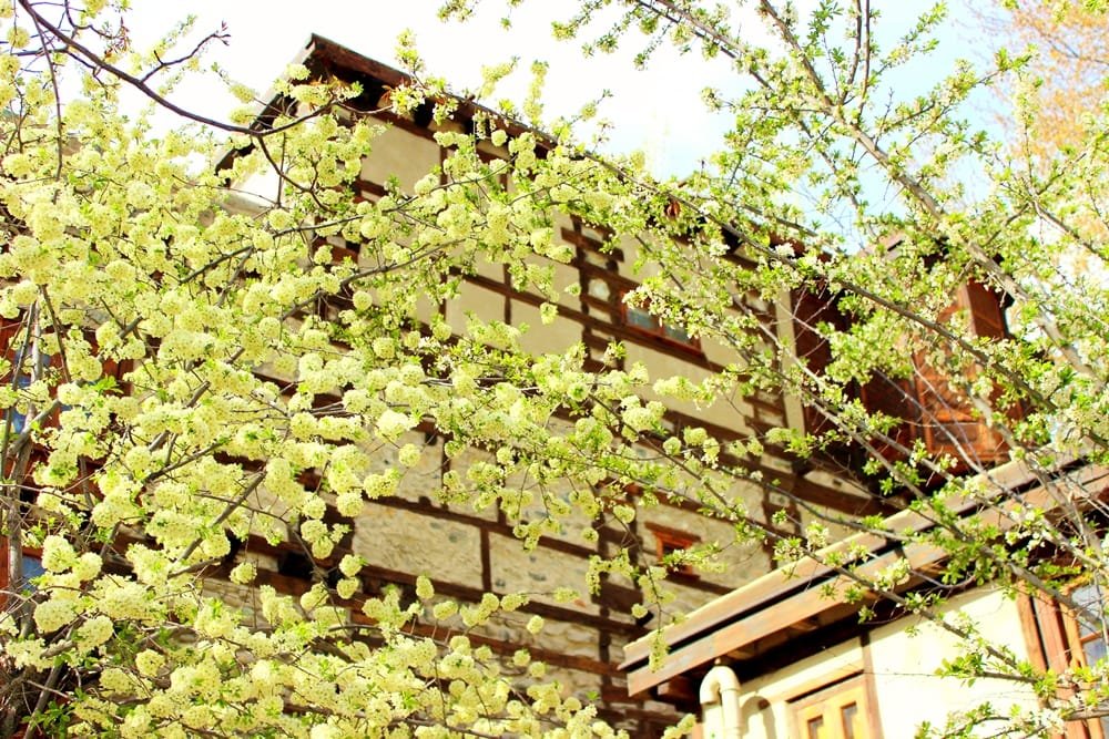 Shigar Fort, a restored 17th-century palace on a rock, with spring blossom in the foreground