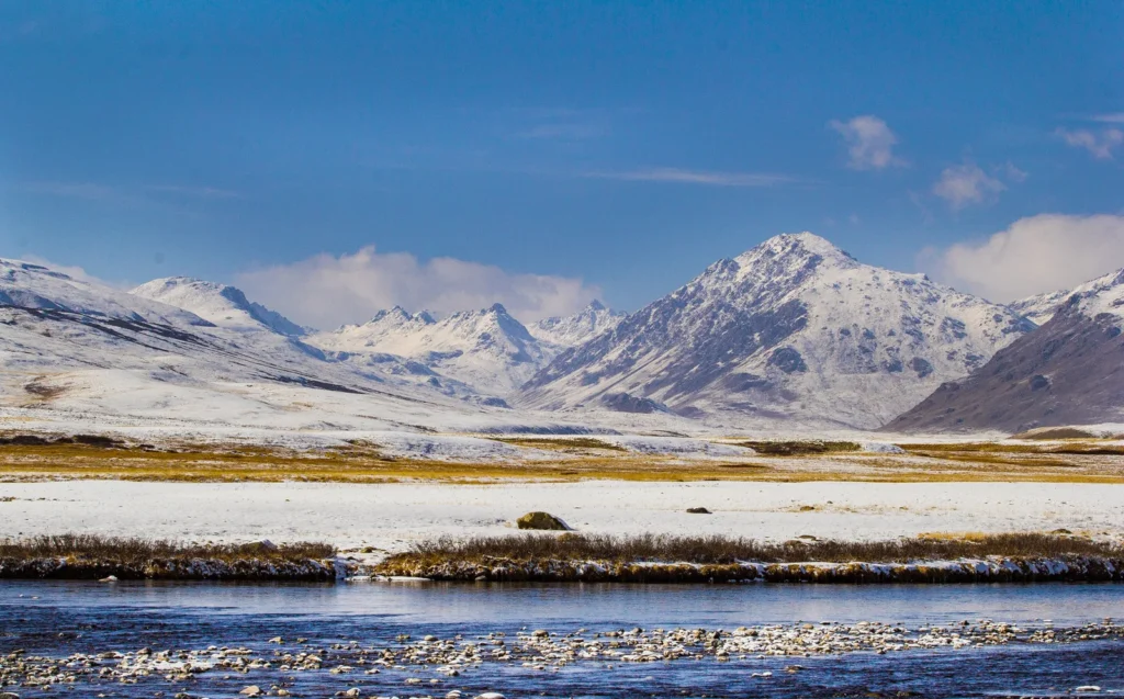 A Himalayan brown bear foraging across open grassland on the Deosai plateau