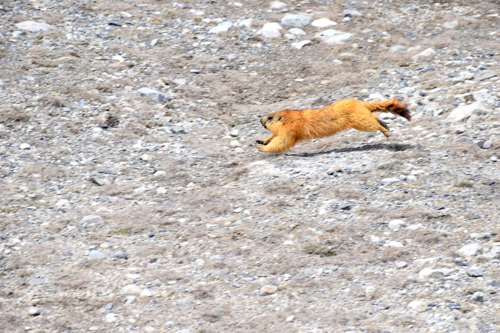 A long-tailed marmot in the alpine grassland of Khunjerab National Park