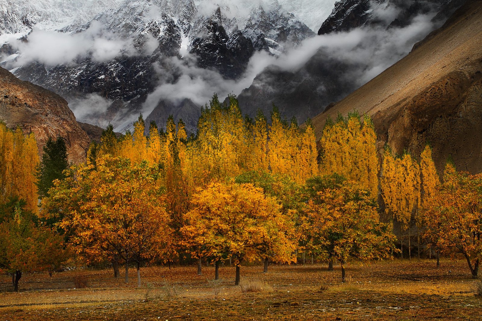 Golden autumn trees in the Hunza Valley with mountains behind