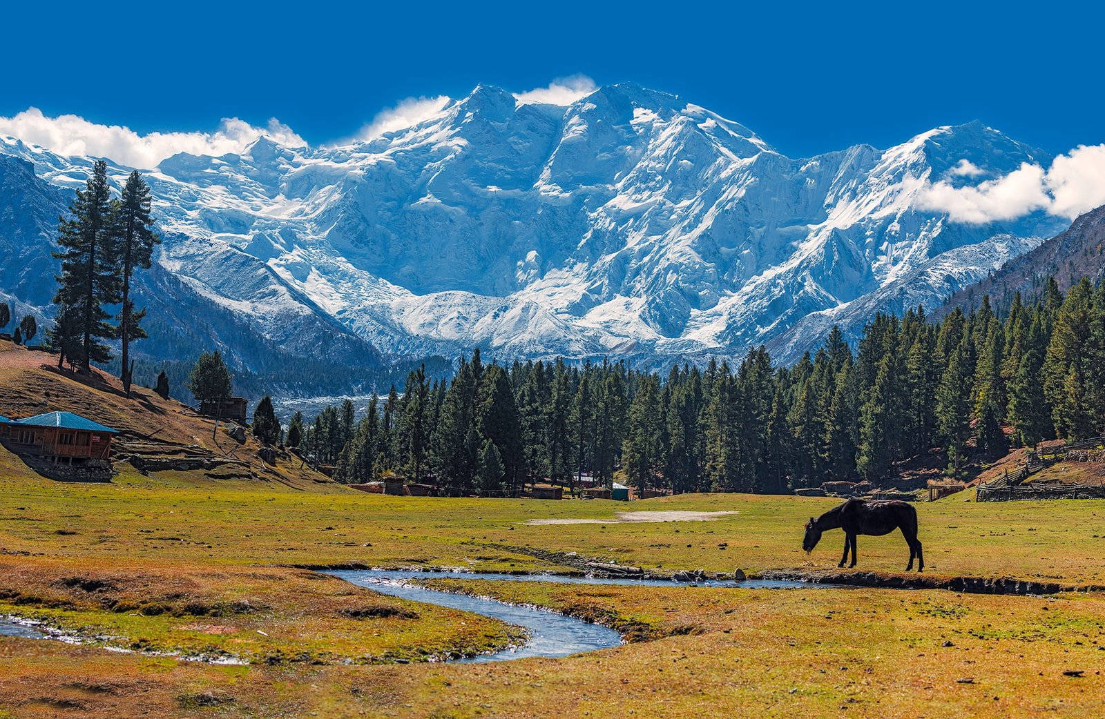View of Nanga Parbat from the grassy meadow at Fairy Meadows