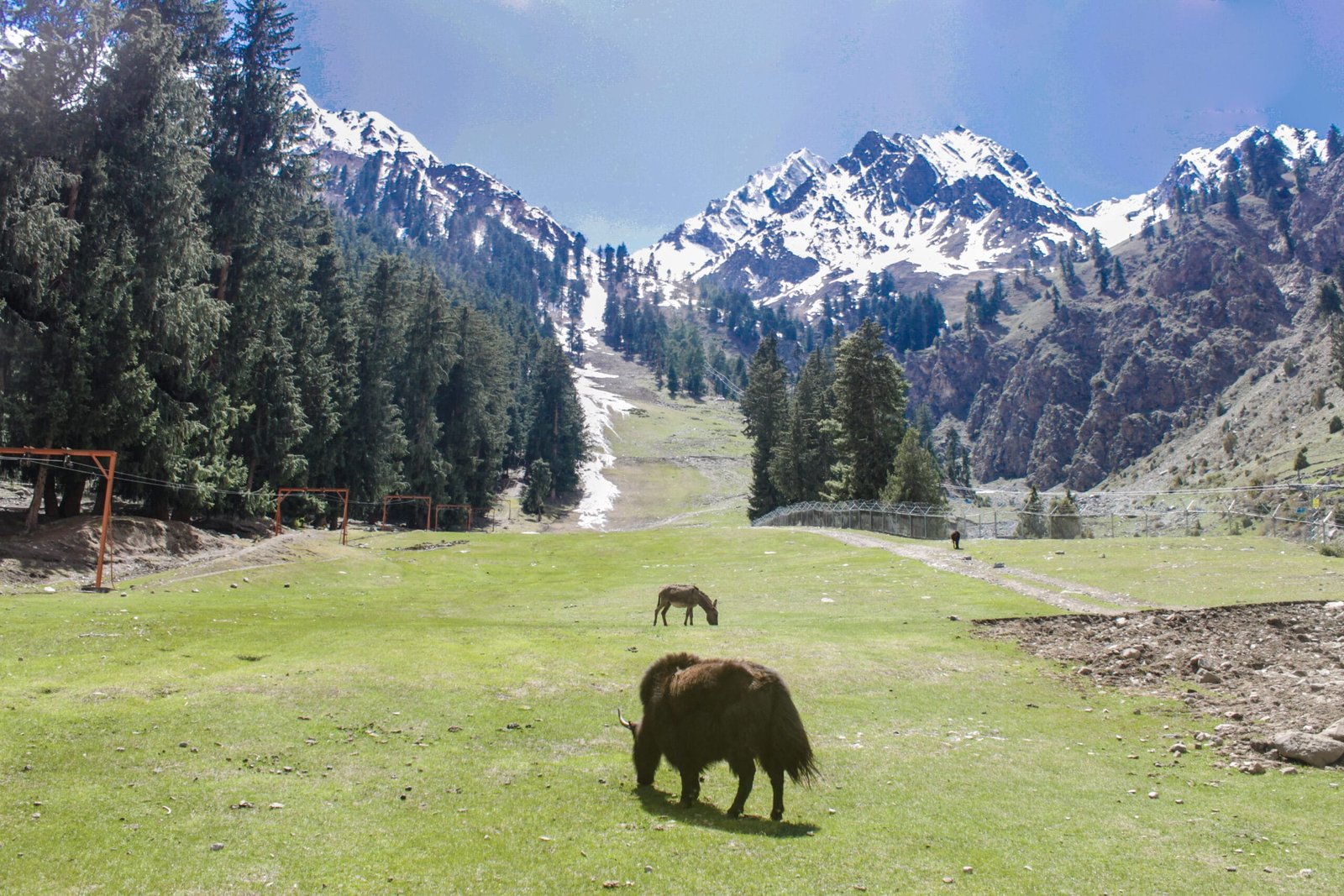 Yaks grazing in a forest clearing in Naltar Valley, Gilgit-Baltistan