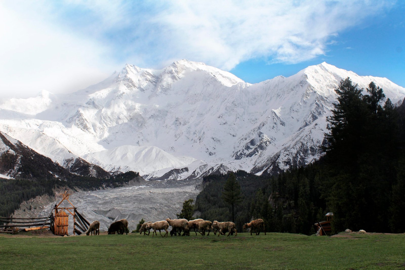 Nanga Parbat massif rising above the forest at Fairy Meadows