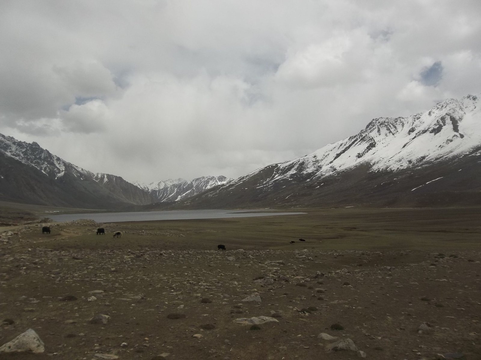 Open alpine grassland of Shandur National Park near the Shandur Pass