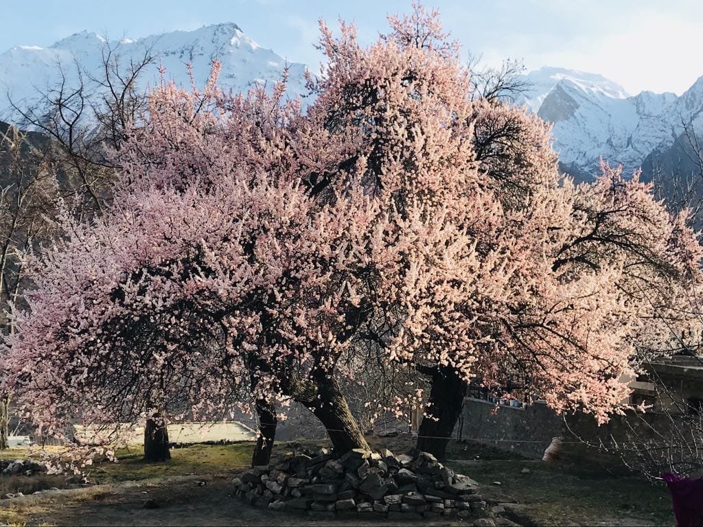 Cherry trees in blossom in the Hunza Valley in spring