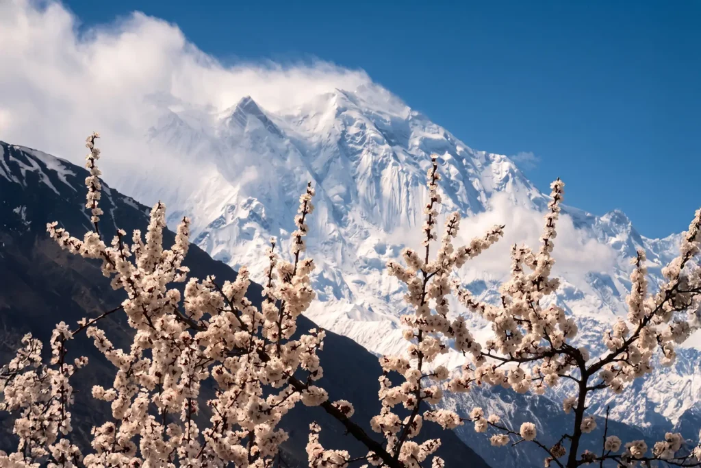 Apricot blossom branches against a snow-covered mountain massif