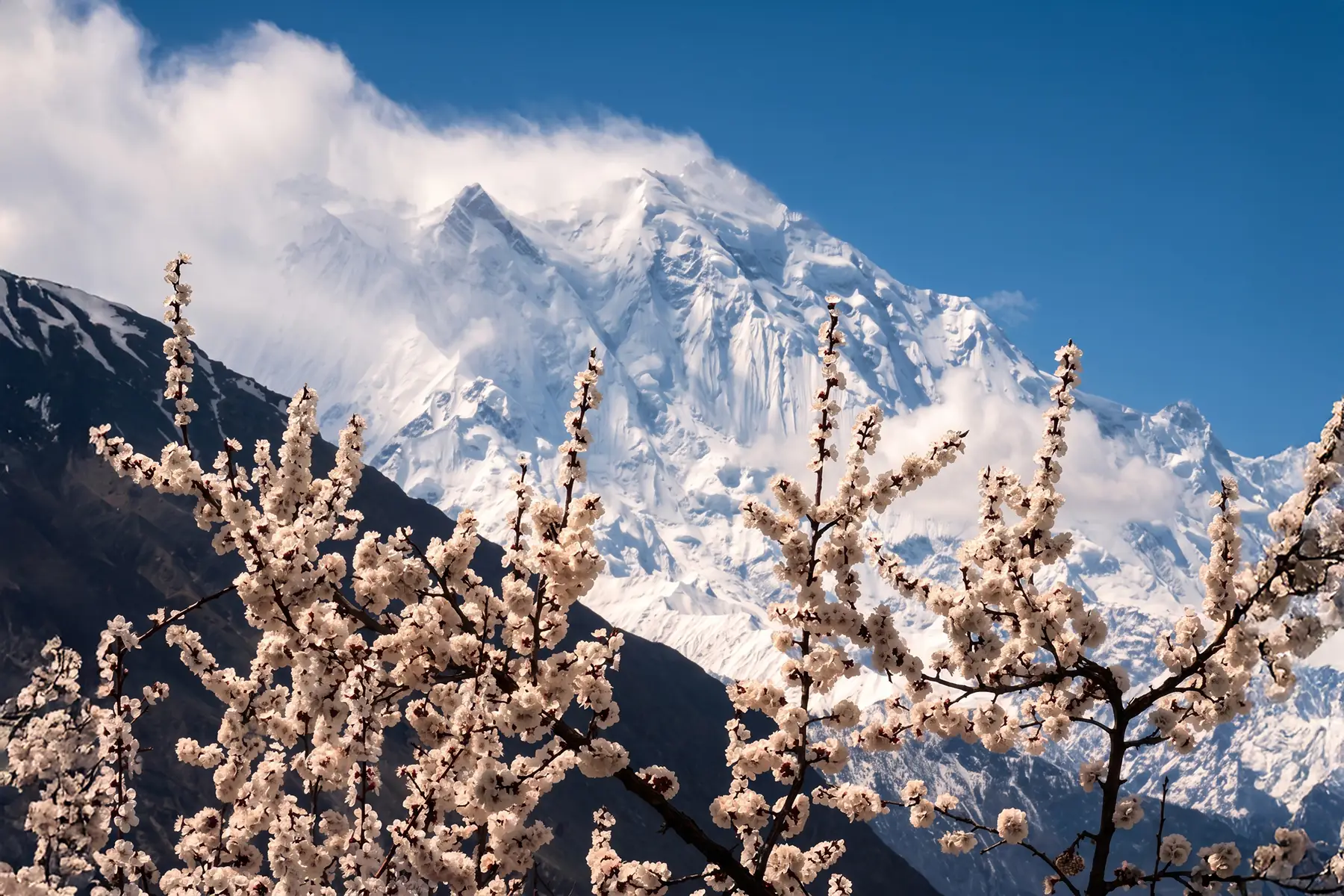Ramas de albaricoquero en flor frente a un macizo montañoso nevado