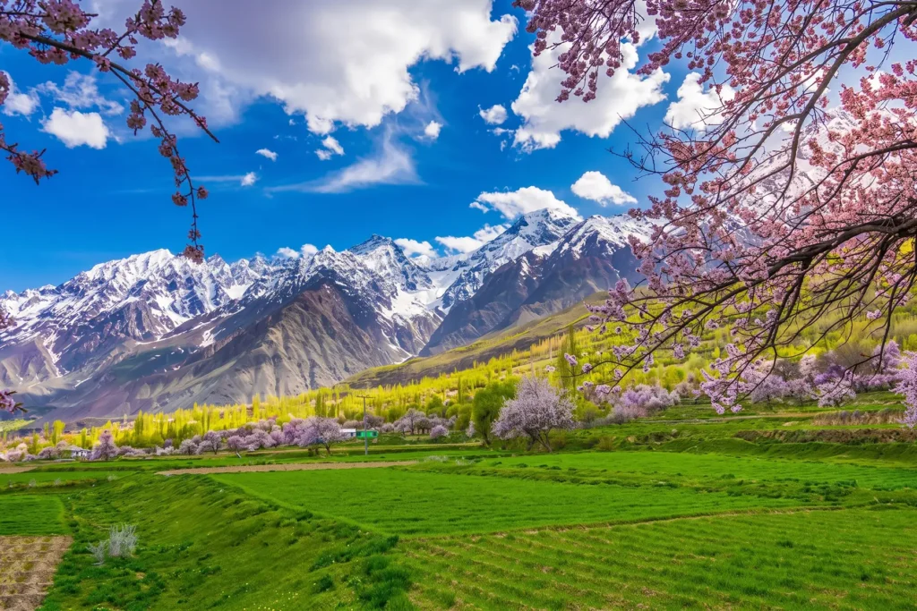 Blossom branches over green spring fields and a snow range