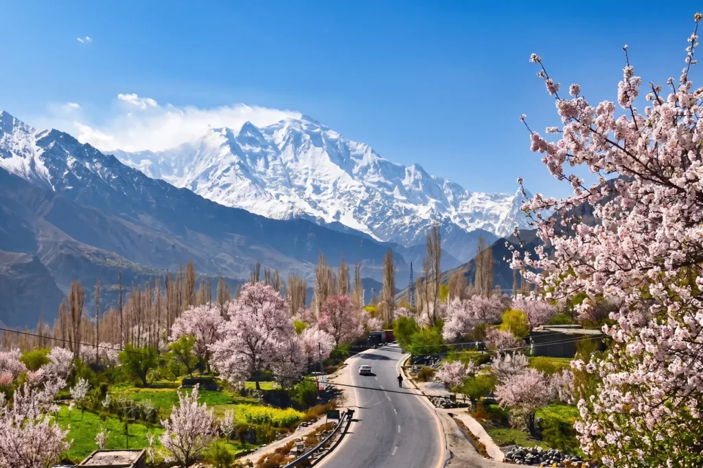Blossom-lined mountain road leading toward a snow peak