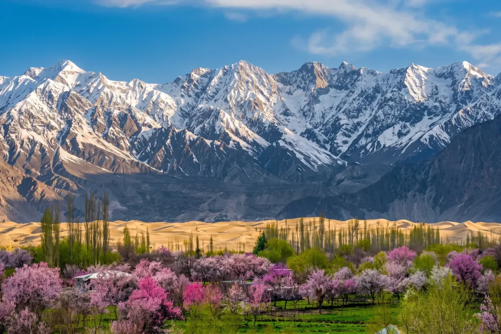 Blossom orchard meeting cold desert dunes under snow mountains