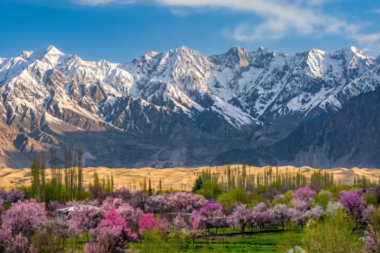 Blossom orchard meeting cold desert dunes under snow mountains