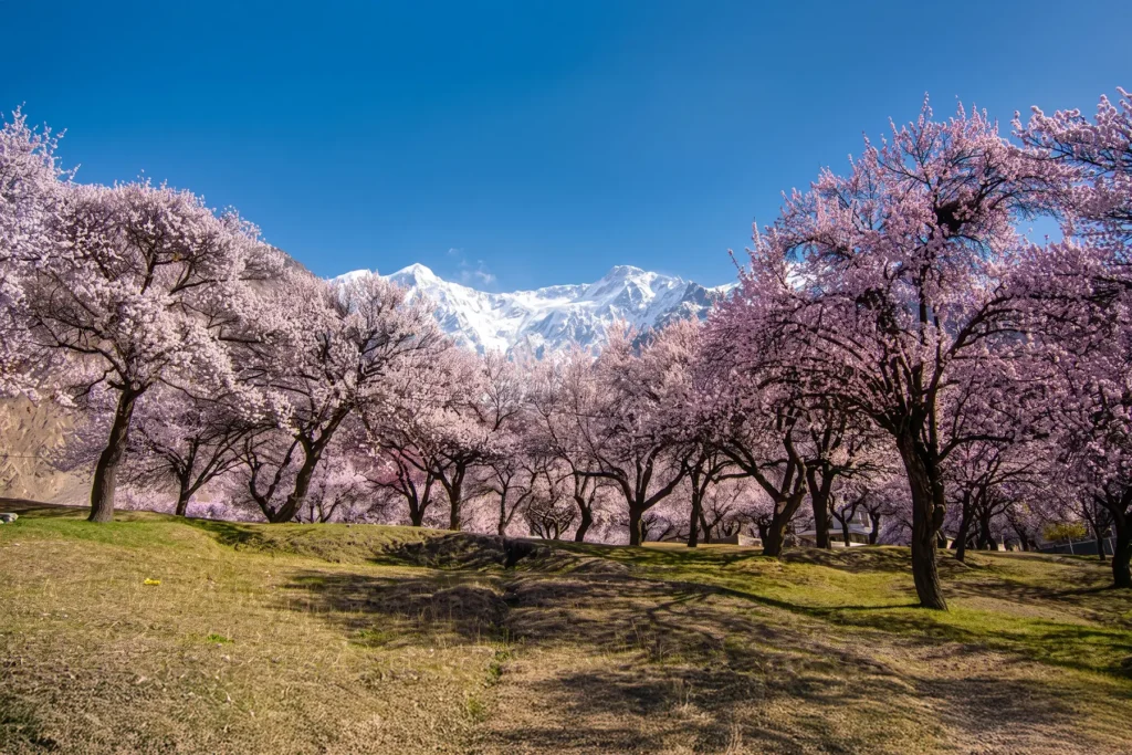 Panorama of a blossom orchard with a snow peak at its centre