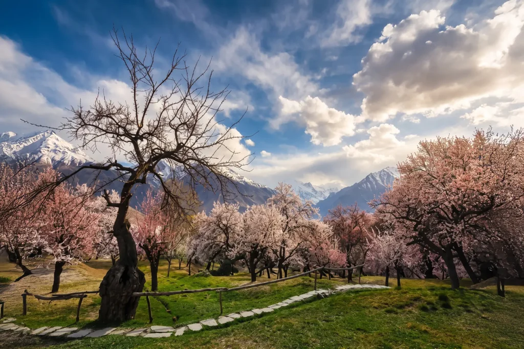 Stone path through a blossom orchard with a snow range behind