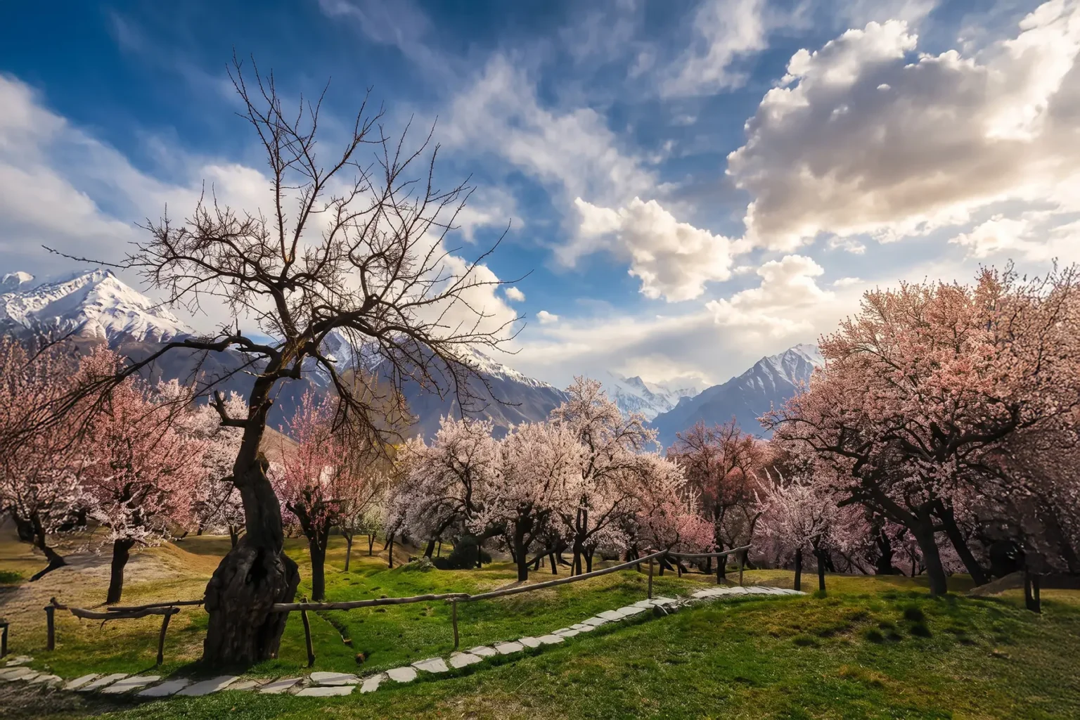 Stone path through a blossom orchard with a snow range behind