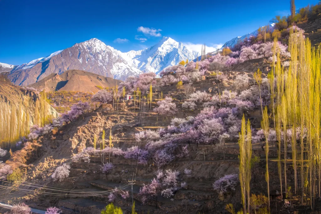 Blossoming terraces and poplars beneath twin snow peaks