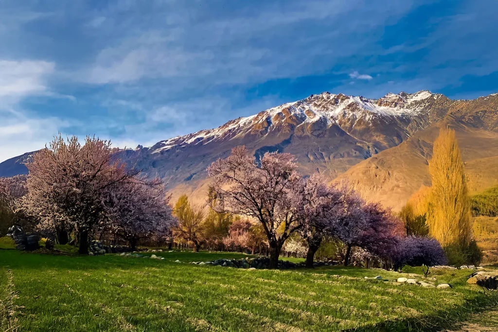 Blossom trees on a green spring field below snow-capped peaks