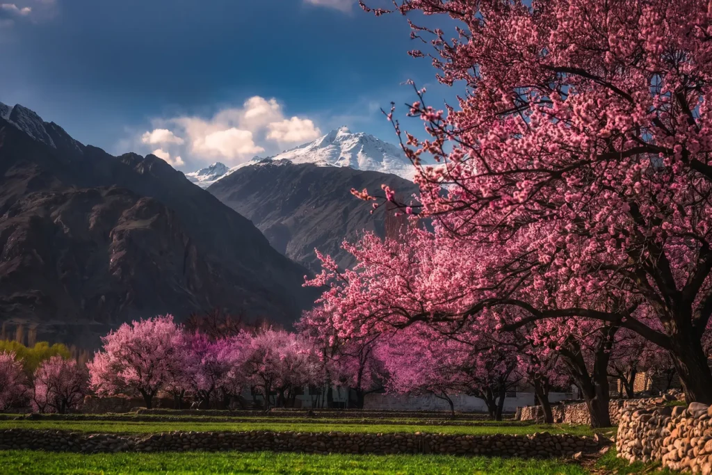 Deep pink blossom tree in a rocky mountain valley