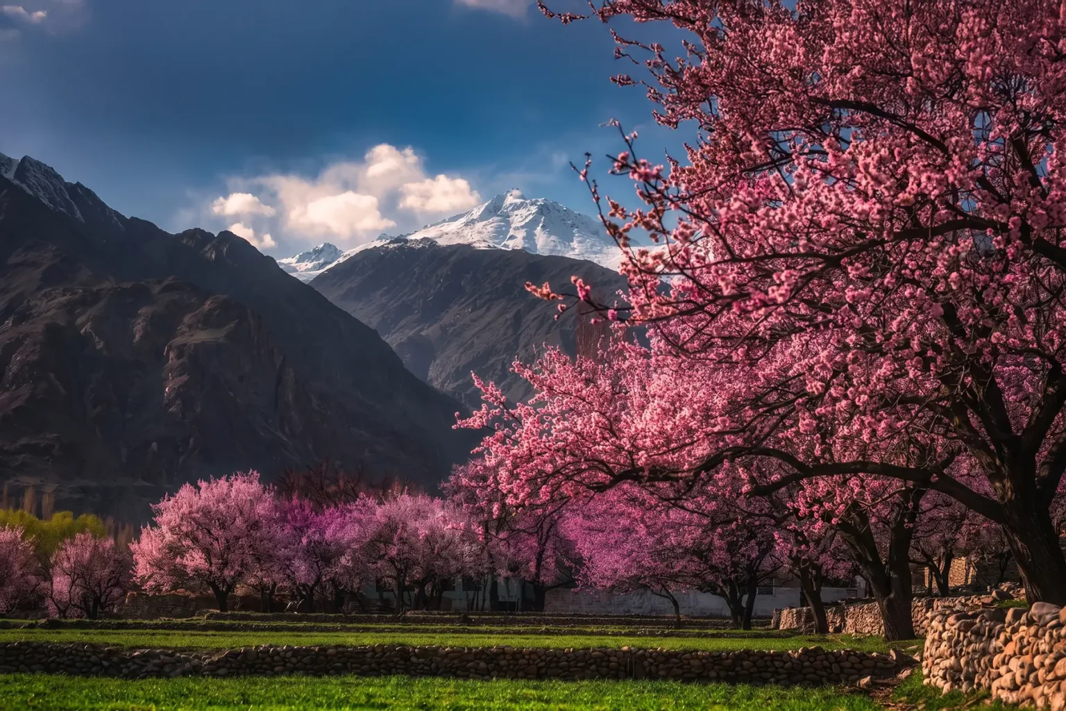 Deep pink blossom tree in a rocky mountain valley