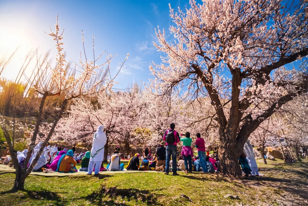 Families picnicking under an apricot tree in full blossom