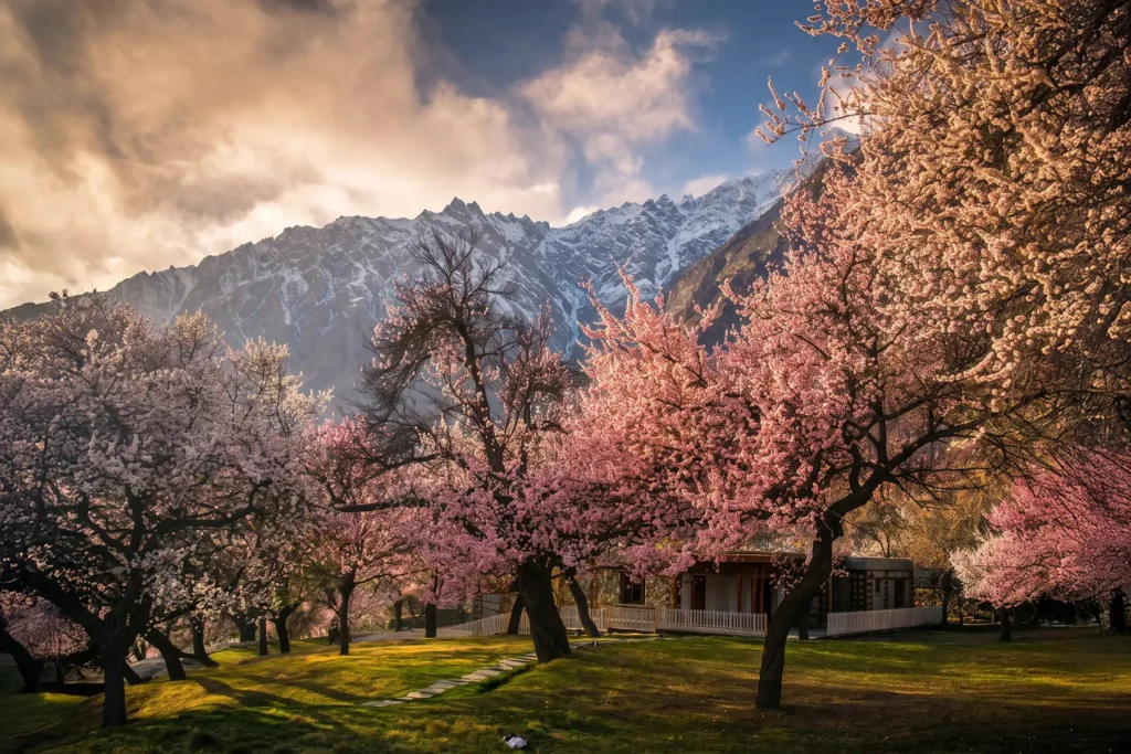 Pink blossom orchard in golden evening light under a snow ridge