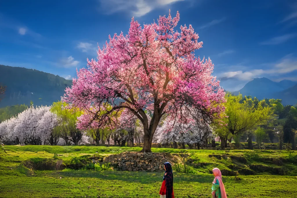 Villagers walking past a pink blossom tree in spring