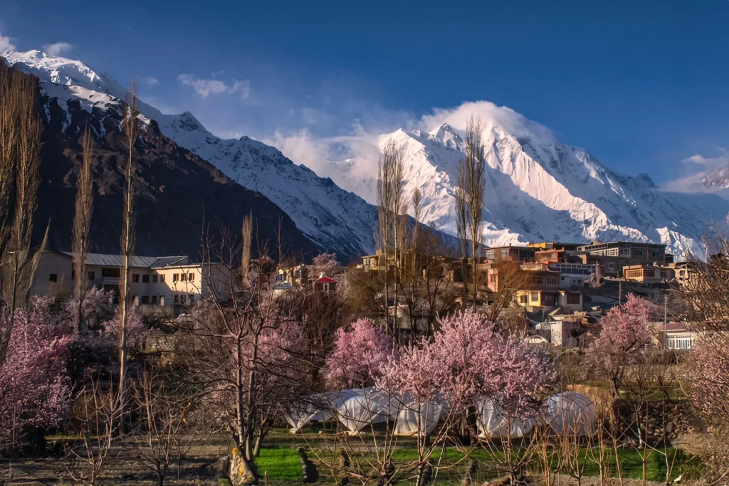 Mountain village surrounded by spring blossom below a snow peak