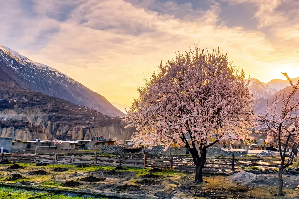 Blossom tree glowing at sunset in a mountain village