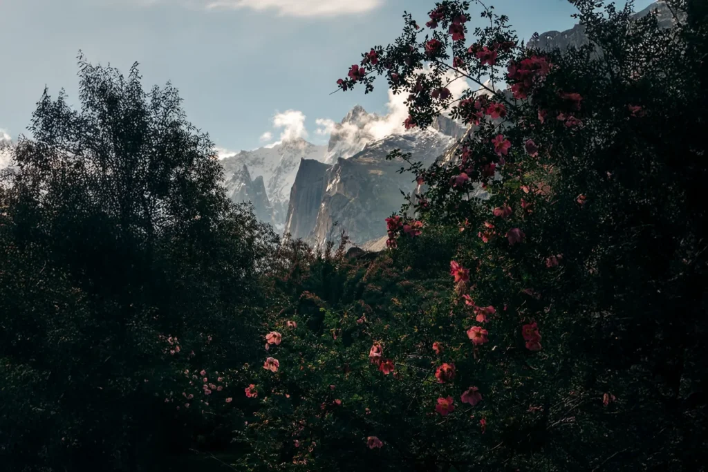 Wild roses framing a view down a mountain valley