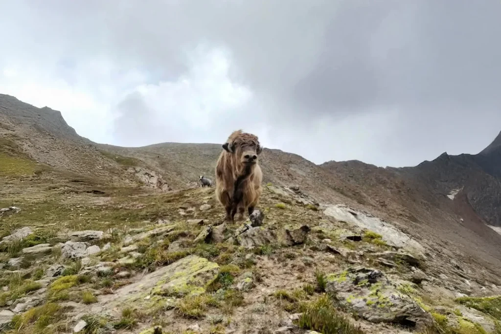 A yak standing on a high misty ridge