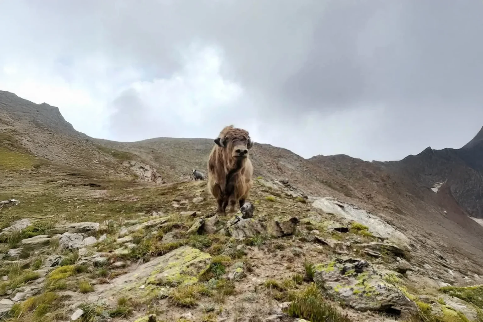 A yak standing on a high misty ridge