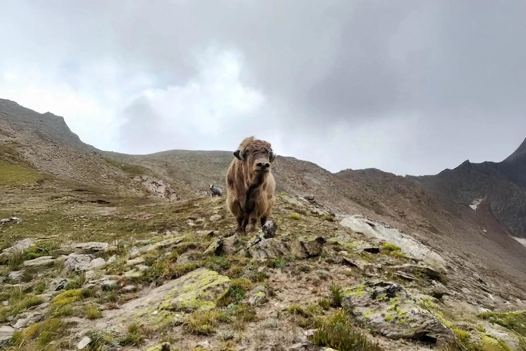 Un yak de pie en una cresta alta envuelta en niebla